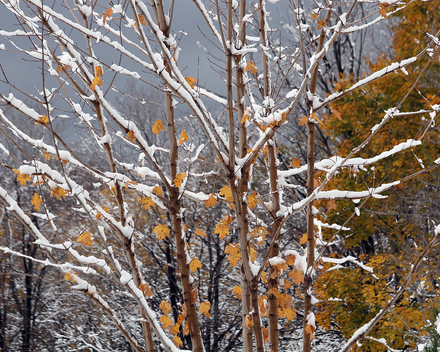 Autumn snowfall Photograph by Doris Potter
