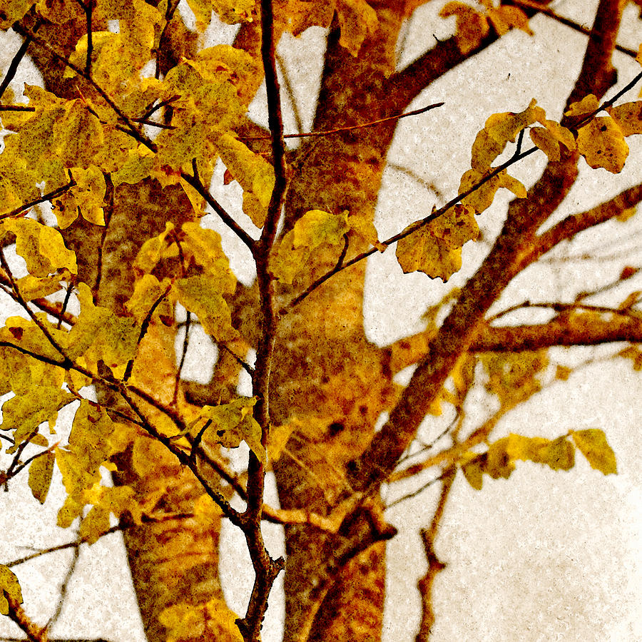 Autumn Splendor Photograph by Bonnie Bruno