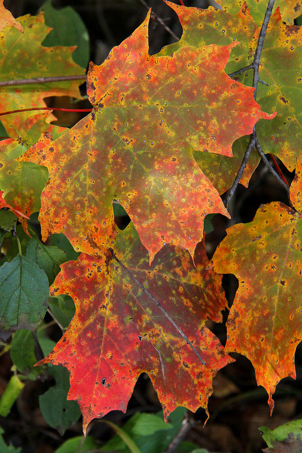 Autumn Splendor Photograph by Doris Potter