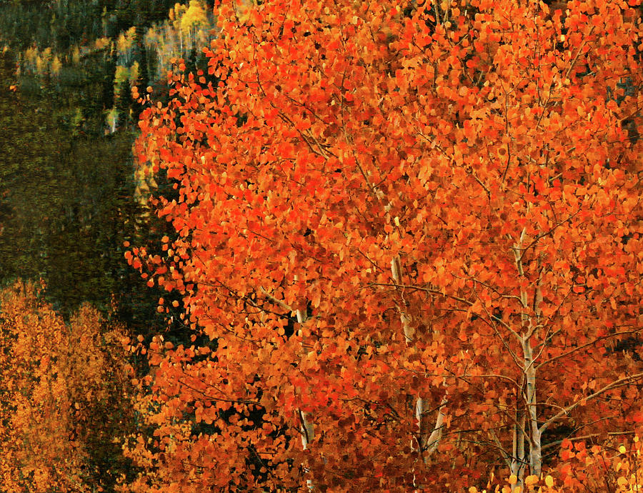 Autumn Splendor Digital Art by Gary Baird