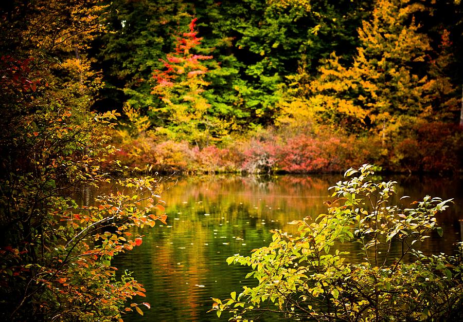 Autumn Splendor Photograph by Sara Frank