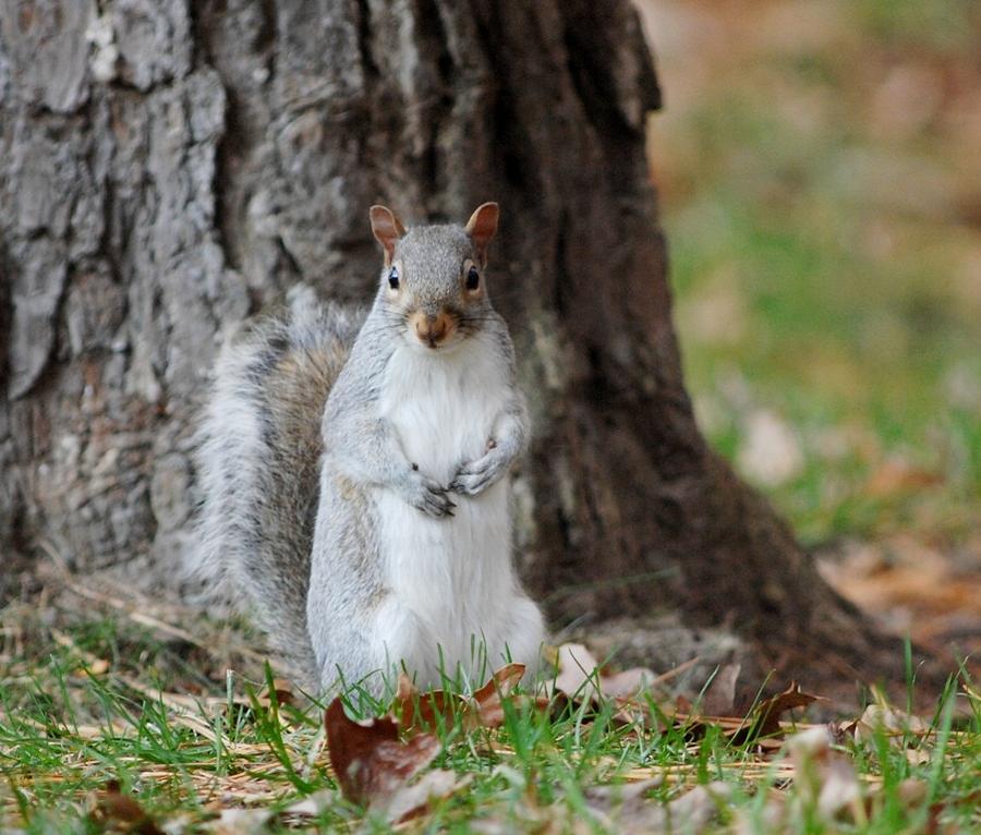 Autumn Squirrel Photograph by Diane Giurco
