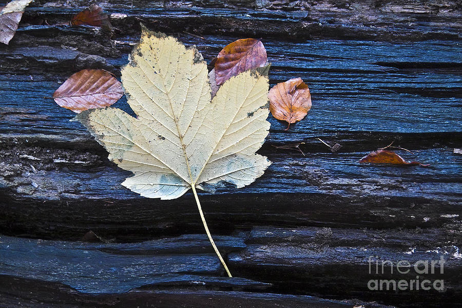 Fall Photograph - Autumn Still Life by Heiko Koehrer-Wagner