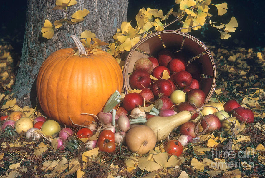 Autumn Still Life Photograph by Photo Researchers, Inc.