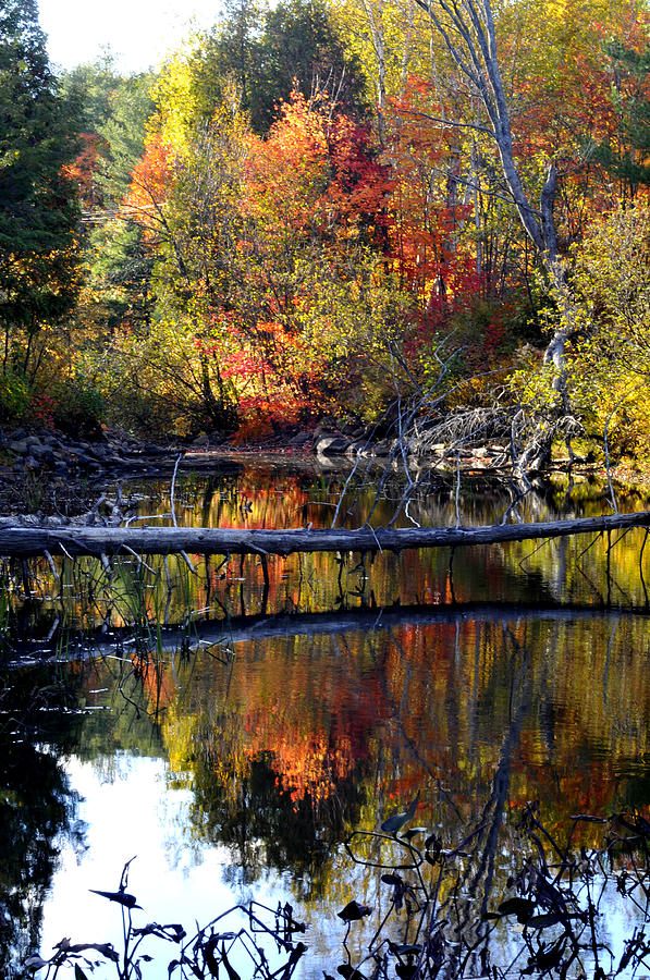 Autumn Stream Photograph by Douglas Pike