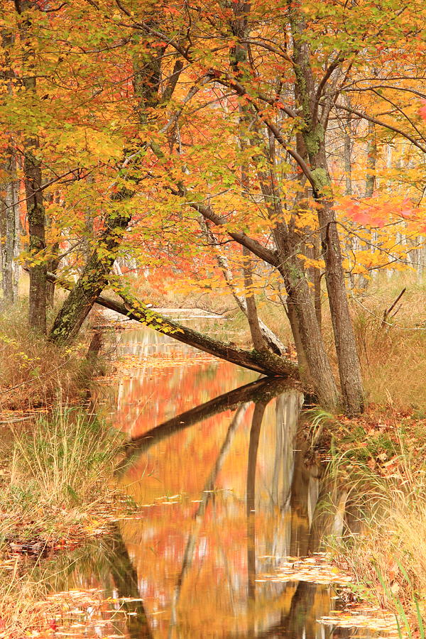 Autumn Stream Photograph by Roupen Baker