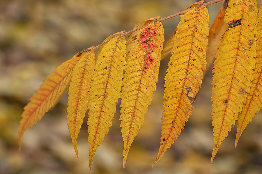 Autumn Sumach Photograph by Eunice Gibb