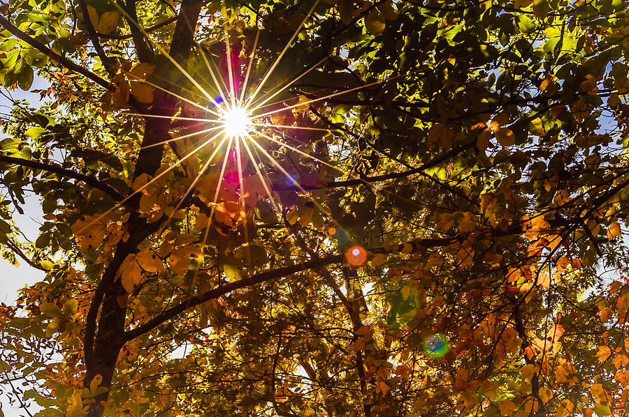 Fall Photograph - Autumn Sunburst by Carolyn Marshall