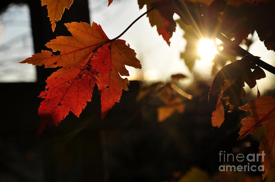 Autumn Sunburst Photograph by Cheryl Baxter