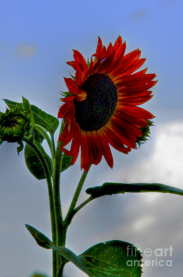 Autumn Sunflower Photograph by Brenda Giasson