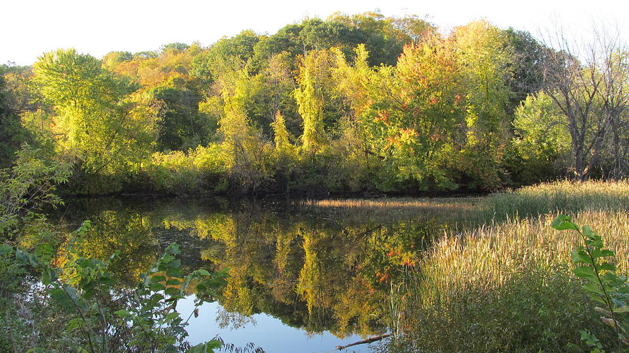 Autumn Sunlight on the Pond Photograph by Loretta Pokorny