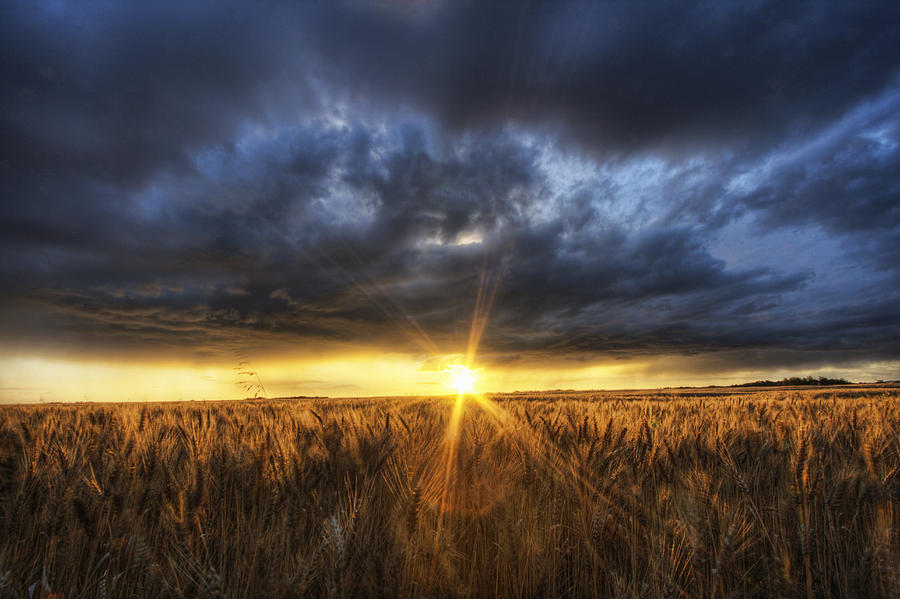 Autumn Sunset Over A Barley Field Photograph by Dan Jurak