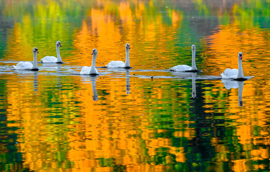 Autumn Swans Photograph by Brian Stevens