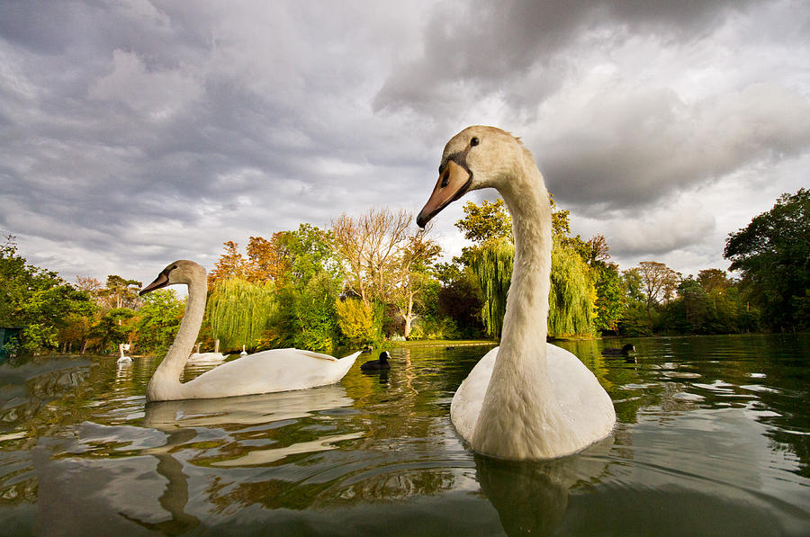 Autumn Swans Photograph by Mircea Costina Photography