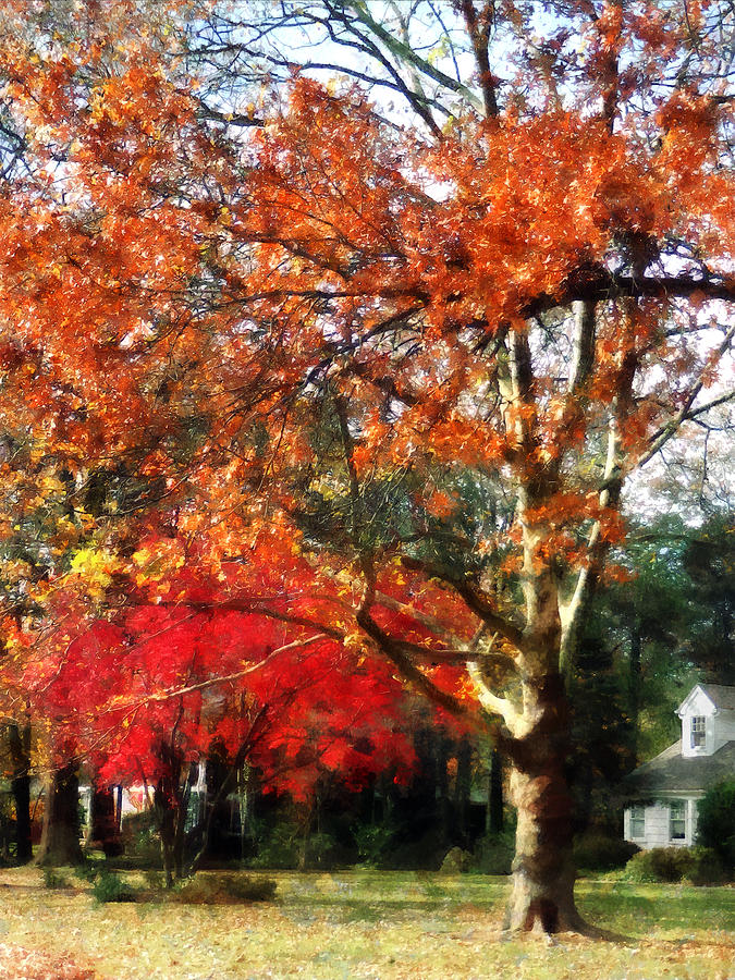 Autumn Sycamore Tree Photograph by Susan Savad
