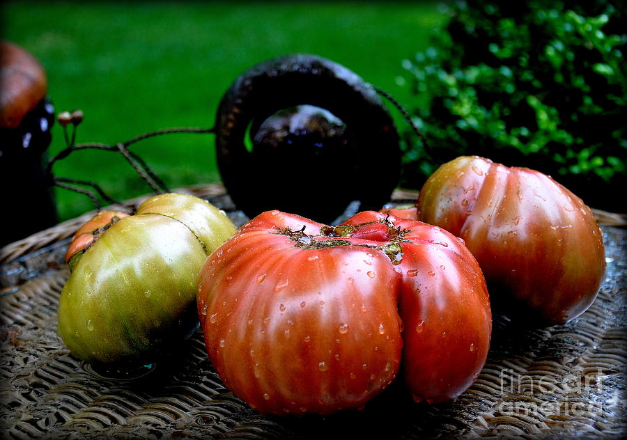 Autumn Tomatoes Photograph by Tatyana Searcy