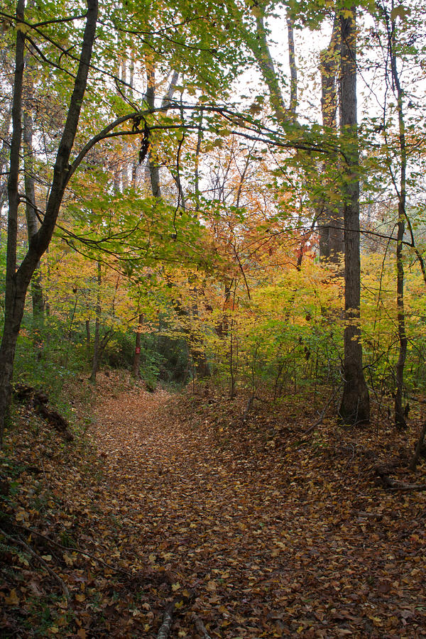 Autumn Trail Photograph by David Troxel