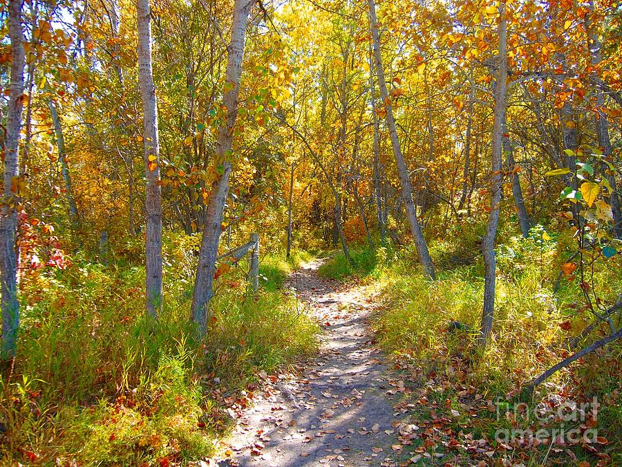 Autumn Trail Photograph by Jim Sauchyn