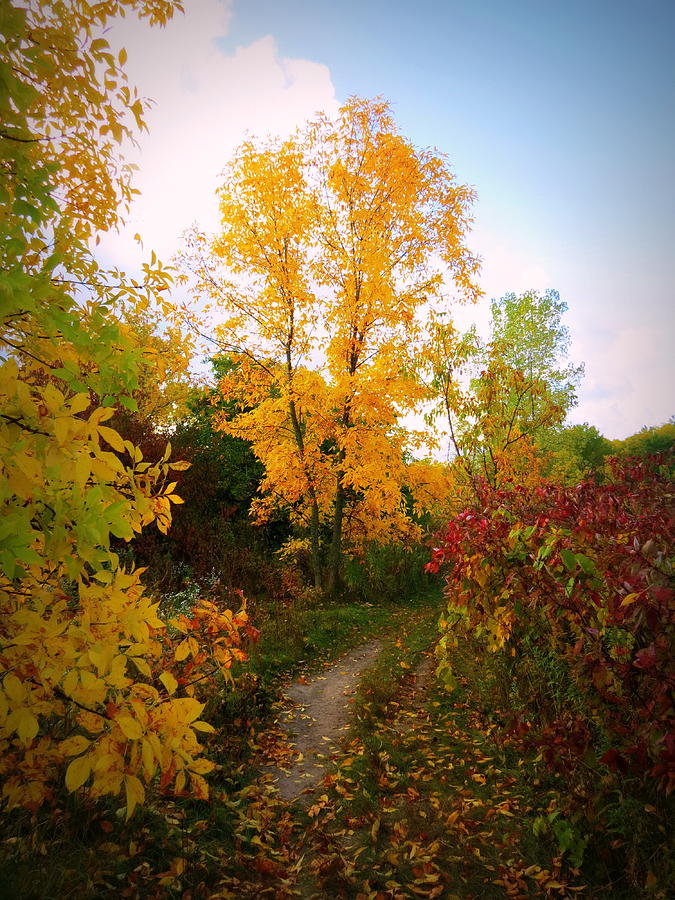 Autumn Trail Photograph by Kay Novy
