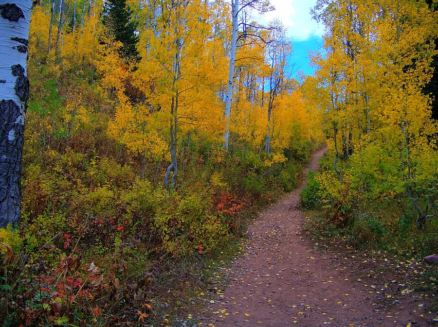 Autumn Trails Photograph by Shirlene Davis