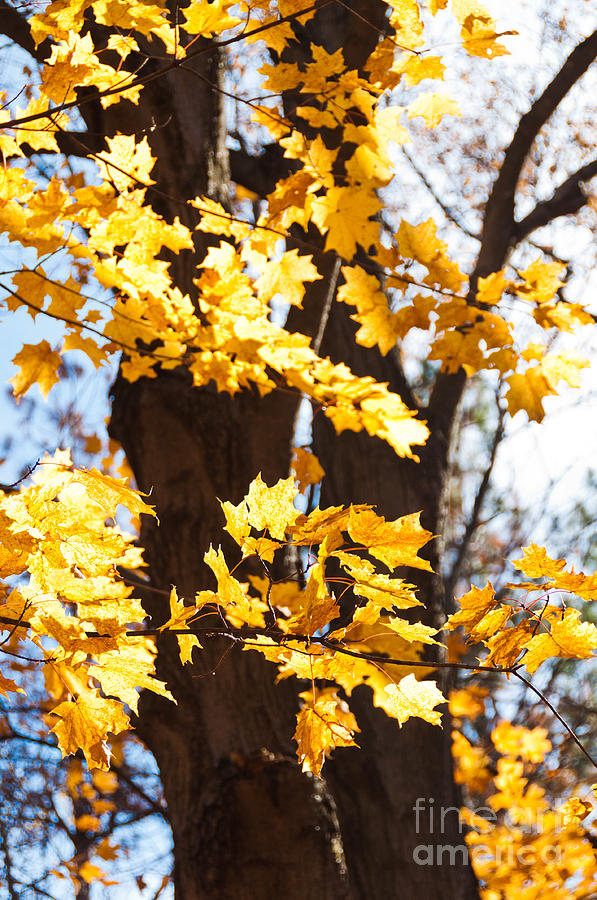 Autumn Tree Photograph by Cheryl Baxter