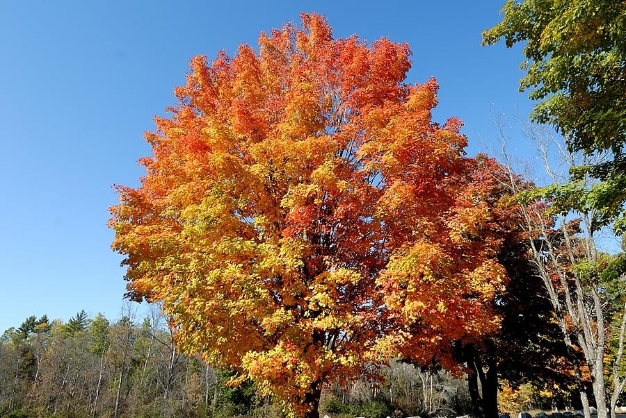 Autumn tree Photograph by David Campione