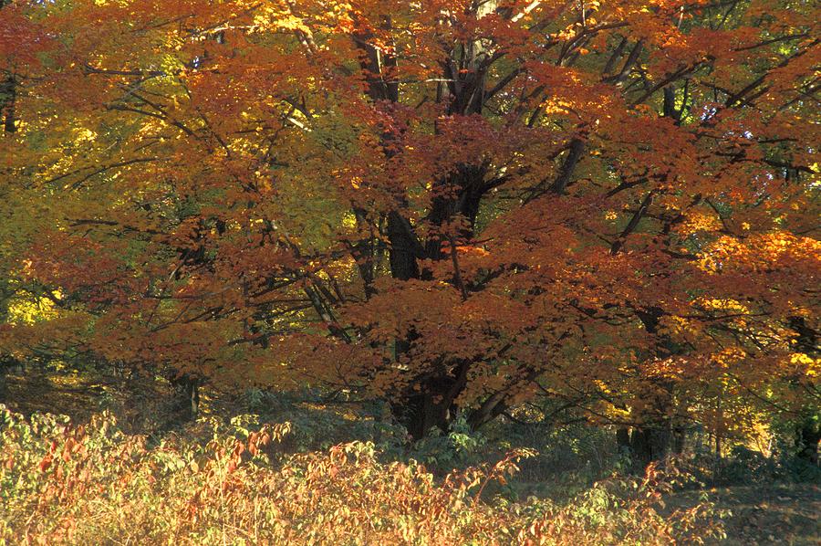 Nature Photograph - Autumn Tree by David Chapman