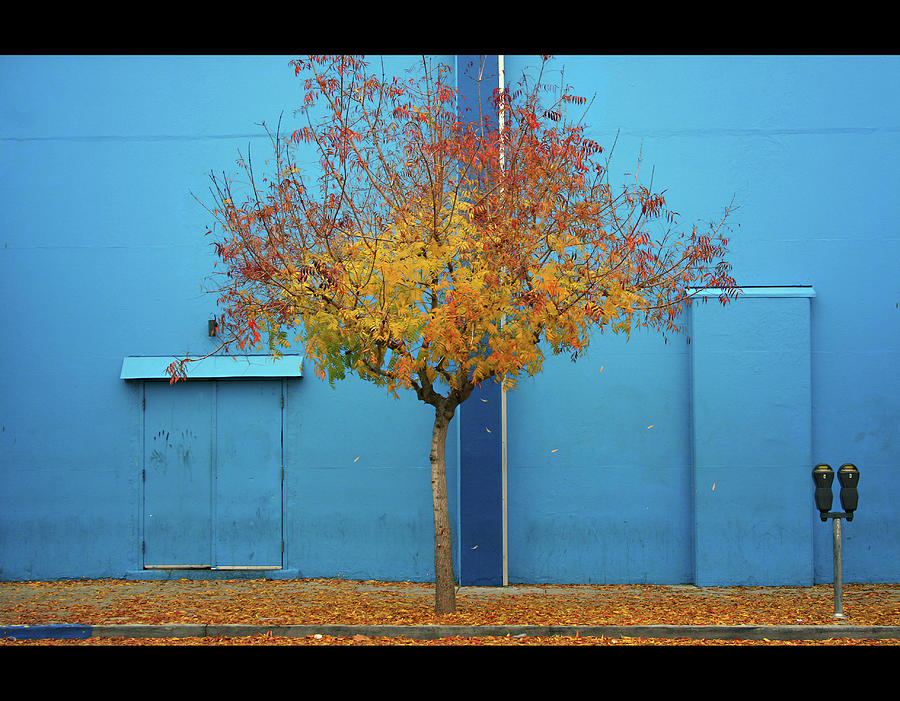Autumn Tree Photograph by Monica Murphy Autumn Tree Photograph by Monica Murphy