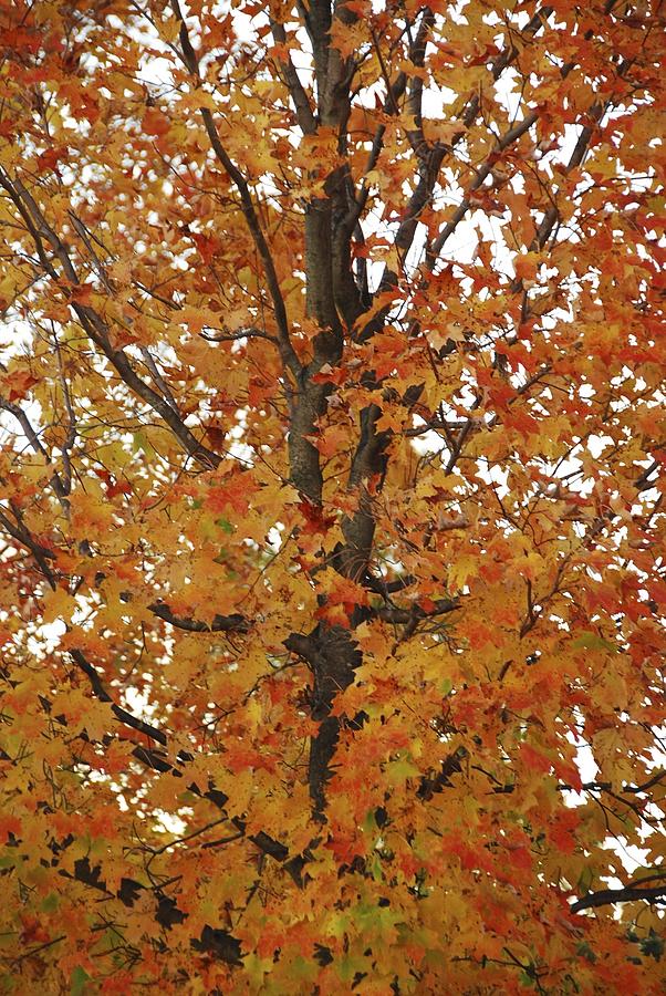 Tree Photograph - Autumn Tree by Ryan Louis Maccione