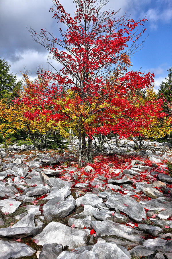 Autumn Trees and Rocks - Fall Colors Photograph by Dan Carmichael