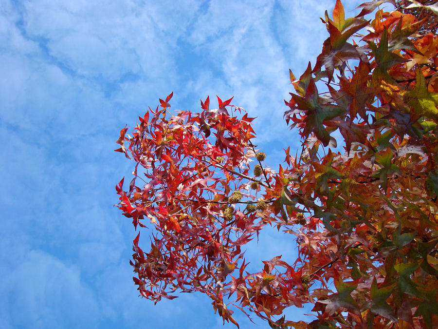 Fall Photograph - Autumn Trees art prints Blue Sky White Clouds by Patti Baslee