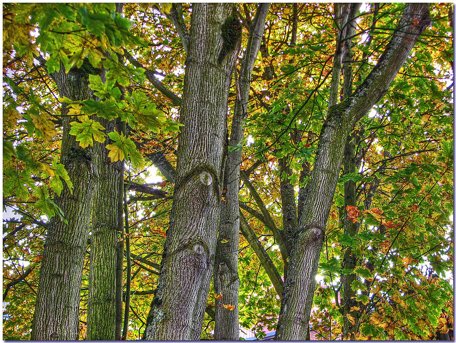 Autumn Trees Photograph by Chris Anderson