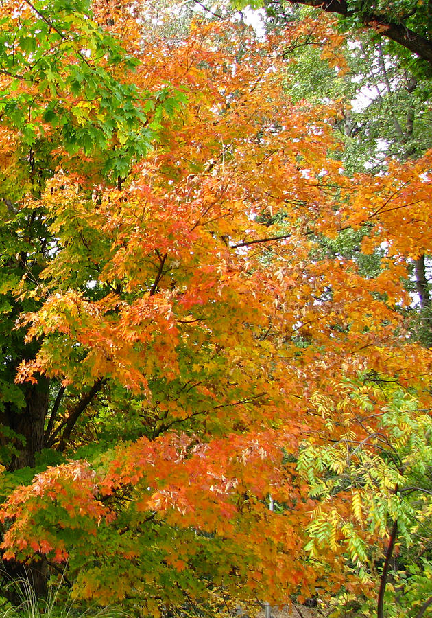 Tree Photograph - Autumn Trees by Forartsake Studio