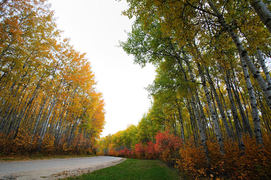 Fall Photograph - Autumn trees in Meadow Lake Park Saskatchewan by Mark Duffy