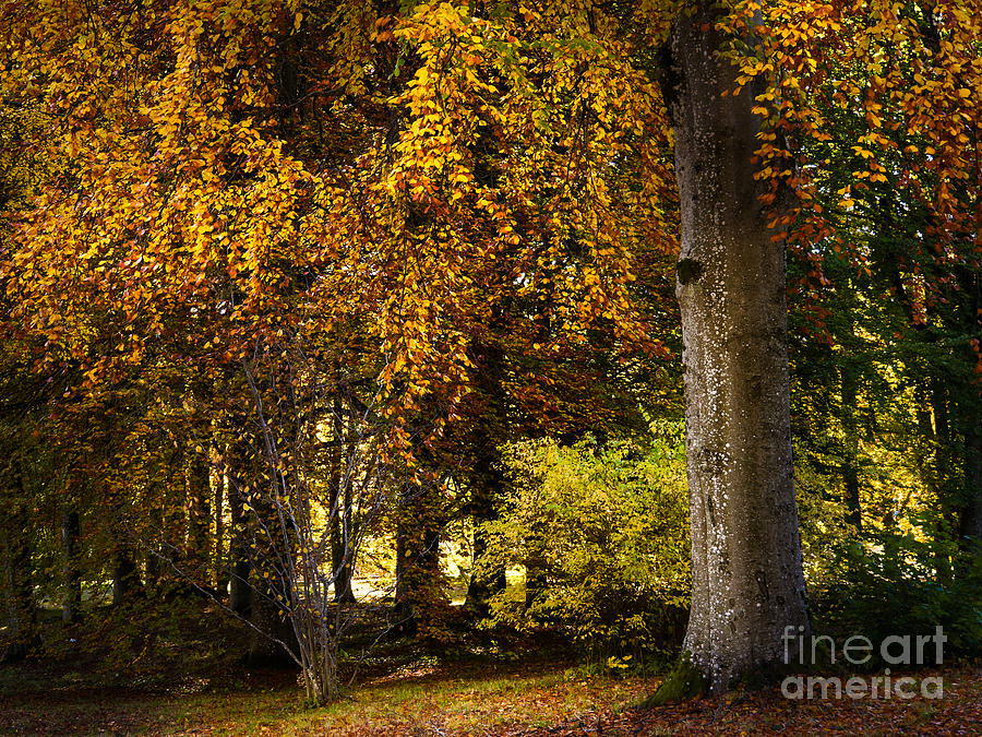 Tree Photograph - Autumn Trees by Lutz Baar