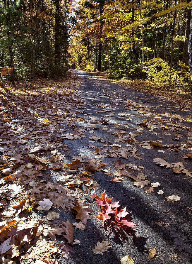 Nature Digital Art - Autumn Trees by Mark Duffy