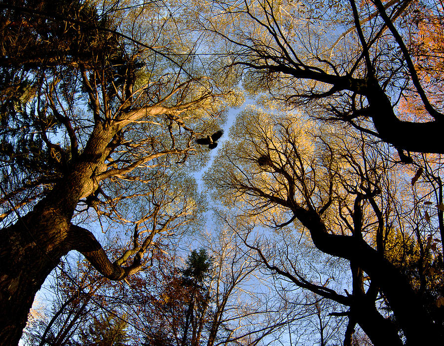 Tree Photograph - Autumn Trees by Vladimir Kholostykh