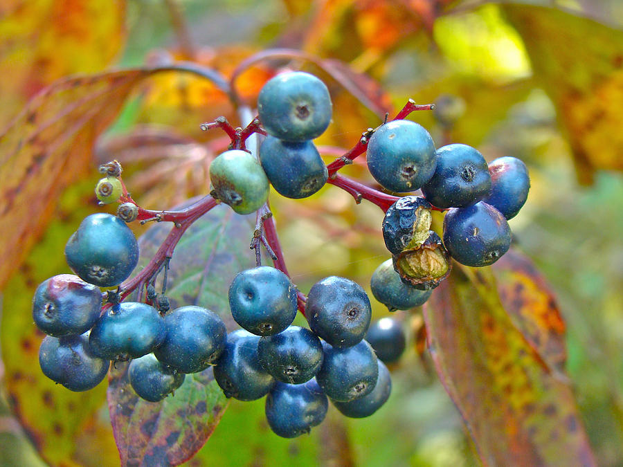 Fall Photograph - Autumn Viburnum Berries Series #4 by Carol Senske