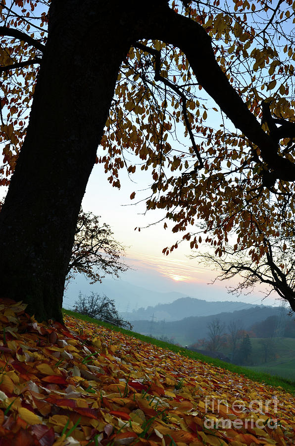Autumn View Photograph by Bruno Santoro