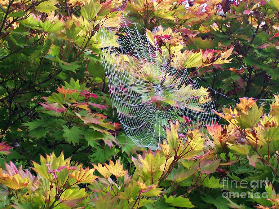 Spider Web Photograph - Autumn Web by Helen Campbell