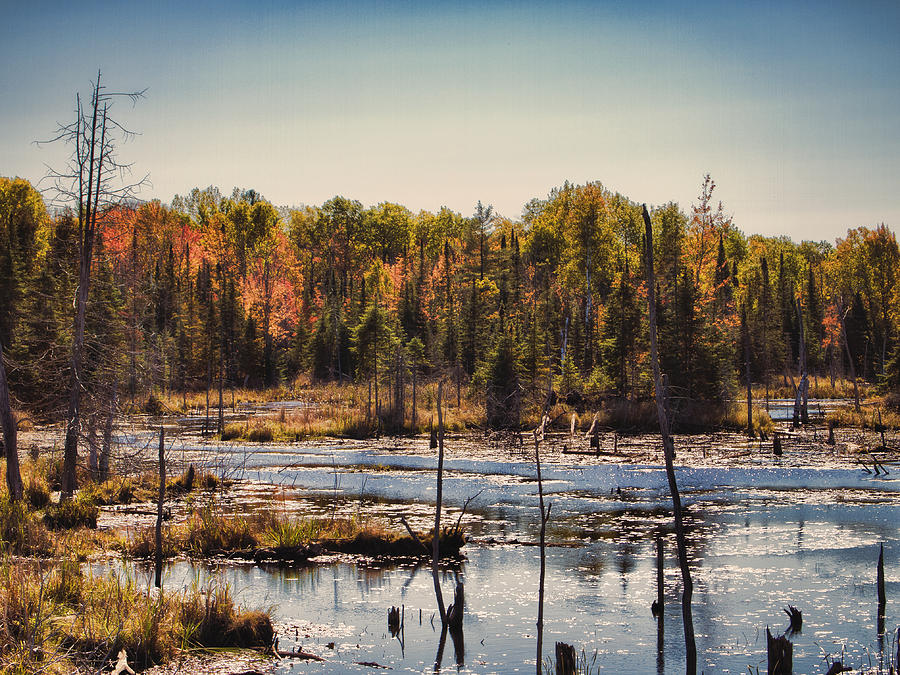 Autumn Wetland Photograph by Jo-Anne Gazo-McKim