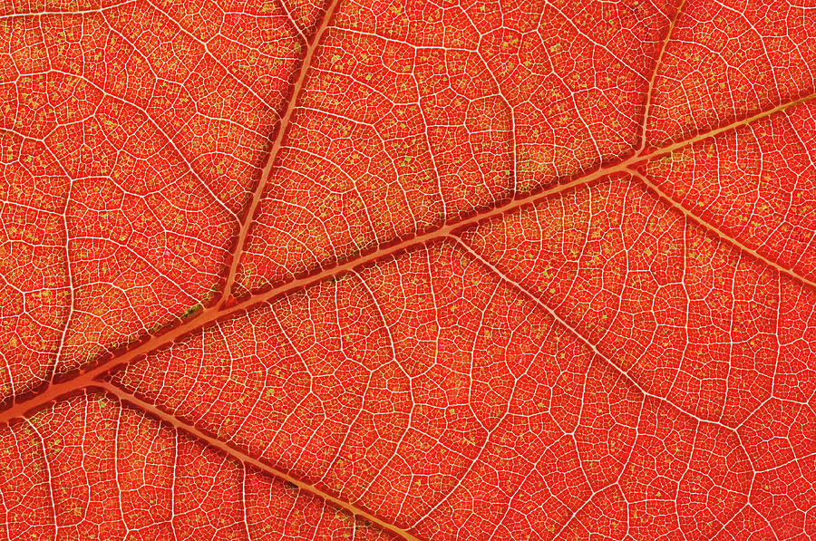 Autumn White Oak Leaf Detail Photograph by Dean Pennala - Fine Art America