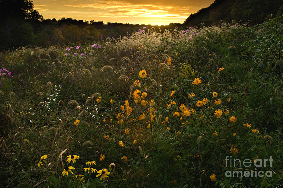 Autumn Wildflower Sunset - D007757 Photograph by Daniel Dempster