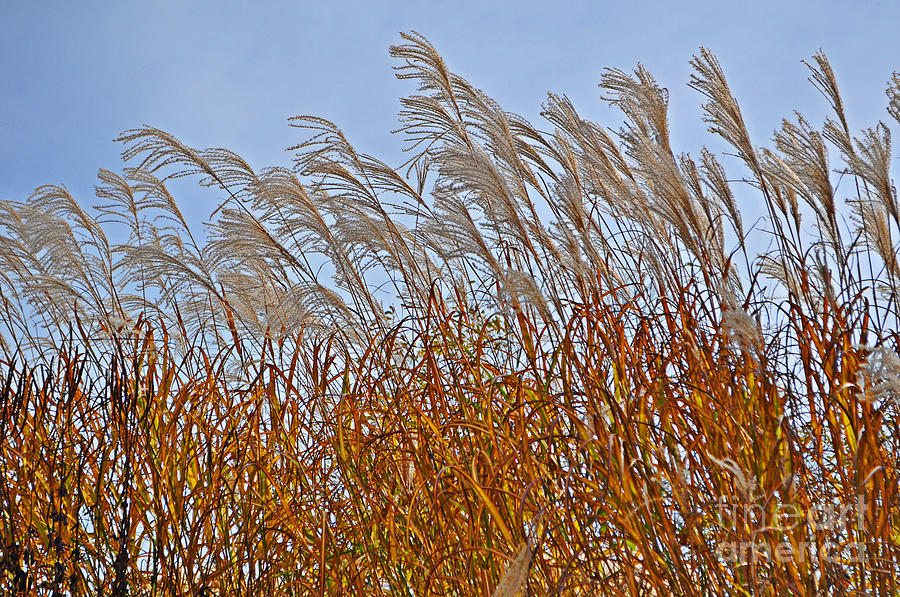 Autumn Wind through the Grass Photograph by Mary Machare