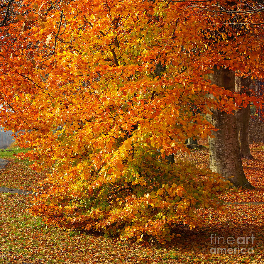 Tree Photograph - Autumn Wonder by Lutz Baar