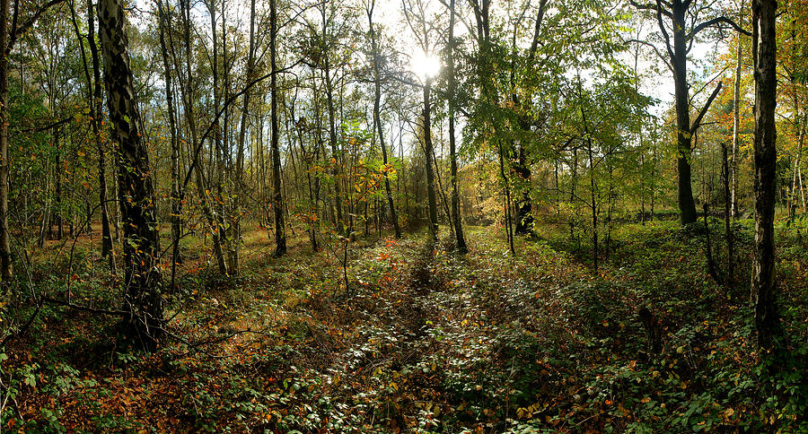 Tree Photograph - Autumn wood by Erik Tanghe