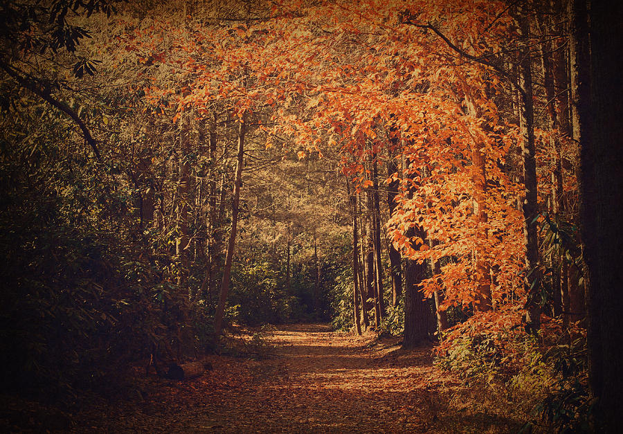 Autumn Woods Photograph by Angela Stansell.