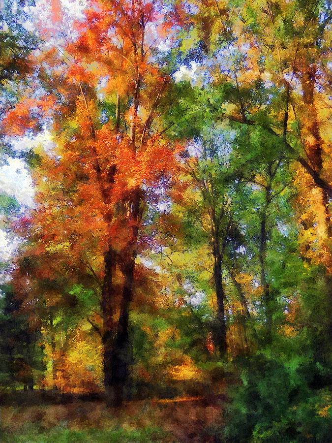 Autumn Woods Photograph by Susan Savad