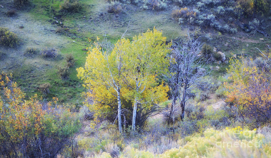 Autumn Wyoming Aspens Photograph by Donna Greene
