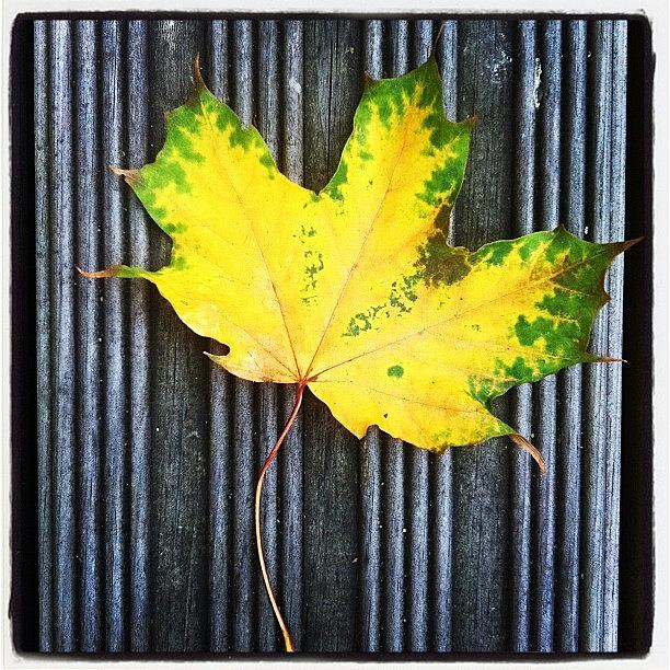 Autumn Yellow Leaf Photograph by Jyothi Joshi